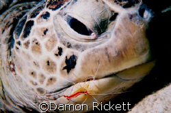 Turtle in for a check up by Damon Rickett 